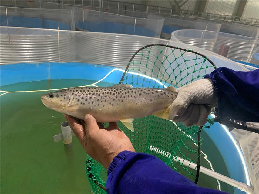 工業生態化循環水水產養殖系統