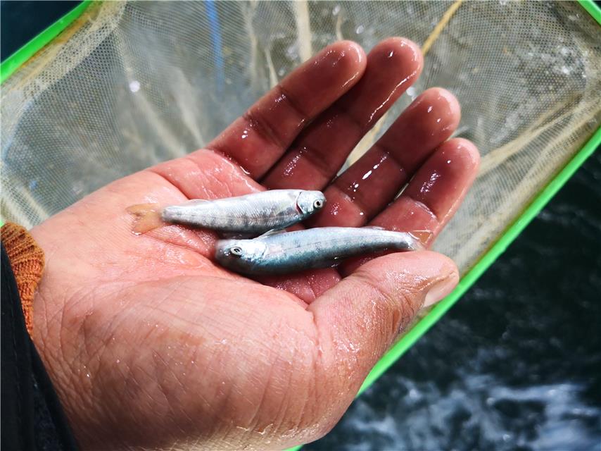 工業生態化循環水水產養殖系統