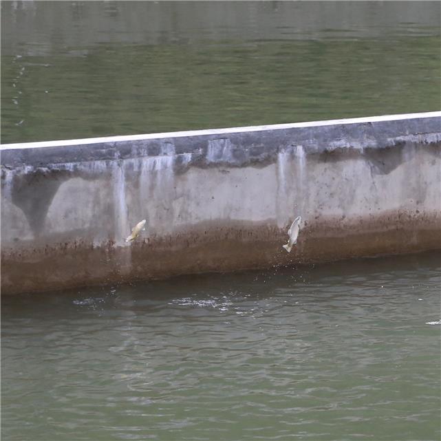 工業生態化循環水水產養殖系統