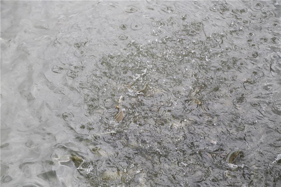 工業生態化循環水水產養殖系統