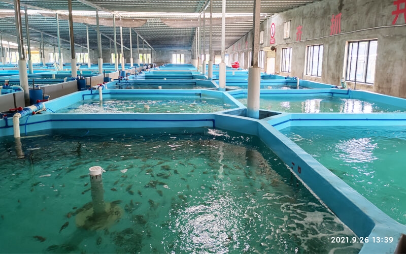 海南 - 石斑魚